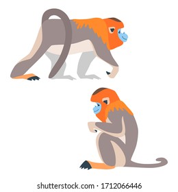 Two golden snubnosed monkeys. Illustration of walking and sitting golden snub nosed monkeys drawn in a flat style. Isolated objects on a white background. Vector 8 EPS.