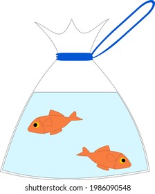 Two goldfish in a bag