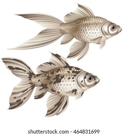 Two goldfish Comet and shubunkin monochrome on a white background  [Carassius auratis]