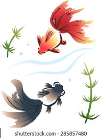 Two goldfish swim (Red Ryukin and Black Popeyed Goldfish)