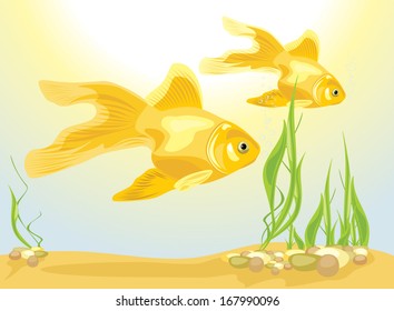 Two goldfishes among algae and pebbles. Vector