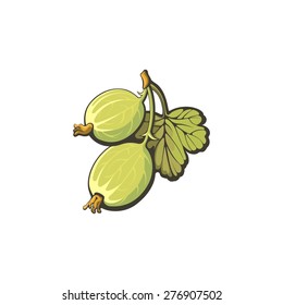 Two gooseberries isolated on white background. Vector illustration.