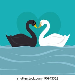 Two graceful black and white swans in love