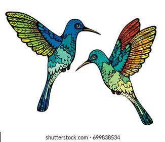 Two graphic colorful hummingbirds on a white background. Vector illustration with tropical bird.