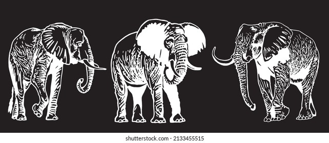 Two graphical elephants on black background,vector illustration