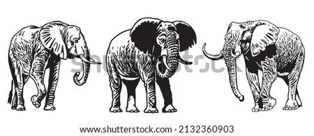 Two graphical elephants on white background,vector illustration