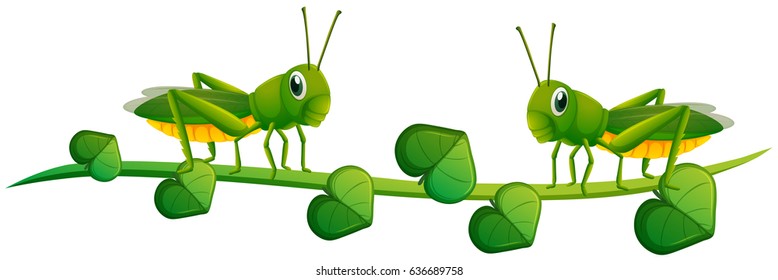 Two grasshoppers on green vine illustration