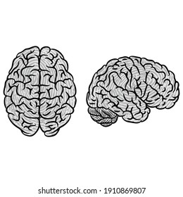 Two gray color human brain silhouettes isolated on white background. Fingerprint silhouette human brain identification