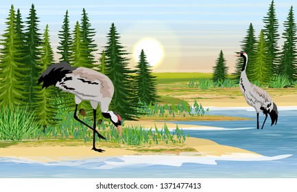 Dos Grasas Gris a orillas de un lago forestal o mar. Grúa común o Grus grus o grulla euroasiática. Bosque sórdido. Aves silvestres de Europa, América y Rusia. Paisaje de vectores realistas
