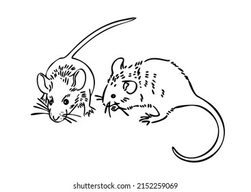 Zwei graue Mäuse auf weißem Hintergrund. Haustiere. Maus. Rahmenzeichnungen