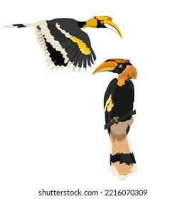 Two Great Hornbill Bird Vector