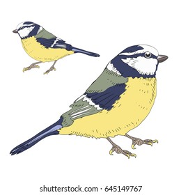Two great tits birds. Vector illustration on white background