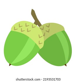 Two green acorns on white background. Cartoon style illustration of oak acorns.