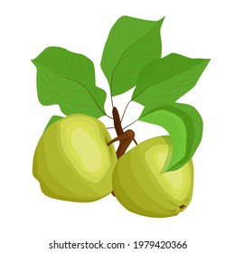 Two green apples on a branch with leaves. hand-drawn illustration of green apples on white isolated background.