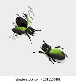 Two green beetles on white background, vector illustration