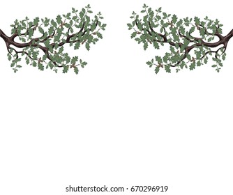 Two green branches of oak with acorns on both sides. Volumetric drawing without a grid and a gradient. Isolated on white background. Vector illustration