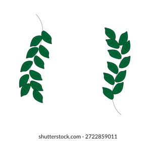 dos ramas verdes sobre un fondo blanco,