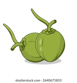 
Two green coconuts with stems vector Illustration Cartoon Design

