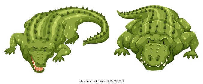 Two green crocodiles on white background