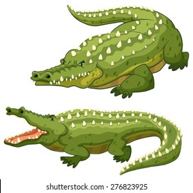 Two green crocodiles on white background