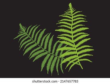 two green fern leaves on a black background