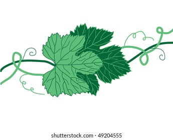 two green grape leaves
