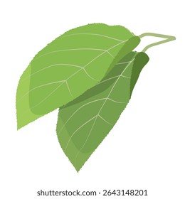 Two green leaves of apple tree on white background. Vector illustration for children's activity book, worksheet, print.
