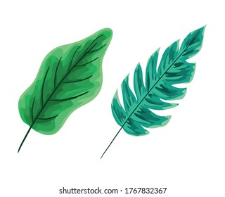 two green leaves design of Floral nature plant garden ornament botany decoration and life theme Vector illustration