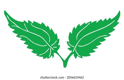 Two green leaves of nettle hand sketch