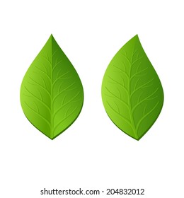 Two Green Leaves on White Background. Vector illustration