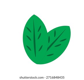 Dos hojas verdes sobre un fondo blanco,