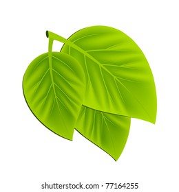 Two green leaves on white background