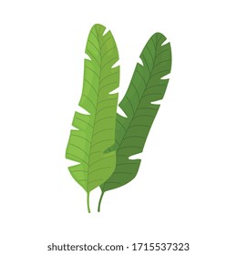 Two Green Leaves of Palm Tree, Tropical Exotic Plant Decorative Element Vector Illustration