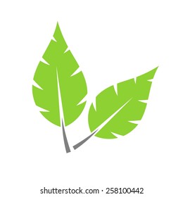 Two green leaves. Vector illustration