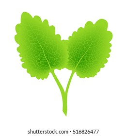 Two green leaves. Vector illustration, gradient meshes, eps8