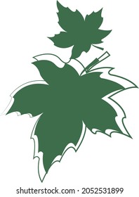 Two green maple leaves on a white background