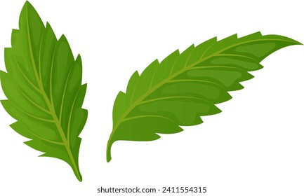 Two green mint leaves isolated on white background. Fresh peppermint leaf natural herb ingredient. Aromatic plant for cooking and herbal tea vector illustration.