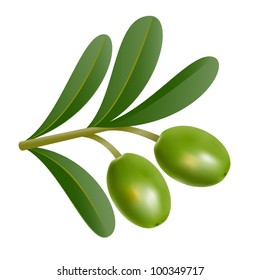 Two green olives on branch with leaves