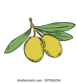 Two green olives on branch with leaves. Hand drawn vector illustration. Isolated on white