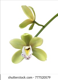 Two Green orchid flower on white background.