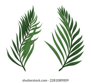 Two green palm branches in gradient style, isolated over white background.