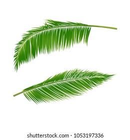 Two green palm branches on a white background. Vector illustration.
