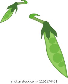 Two green pods of pea with seeds isolated on white background