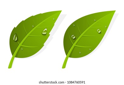 Two green realistic leaves