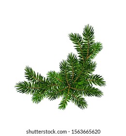 Two green spruce branches realistic. Christmas vector illustration