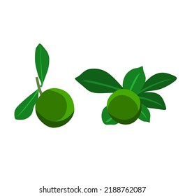 Two green tangerines with a white background