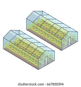 Two greenhouses with yellow growing plants inside isometric vector illustration. Buildings of special transparent material for vegetables or fruit