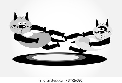 two grey cat in fight