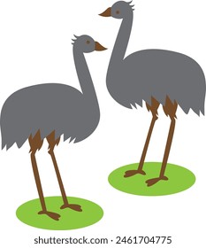 Two Grey Emus facing off