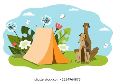 Two greyhound dogs are resting on a picnic with a tent. Summer vacation, camping, date, tourism, couple
